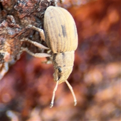 Eurymetopus birabeni at Campbell, ACT - 28 Nov 2024