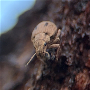 Eurymetopus birabeni at Campbell, ACT - 28 Nov 2024