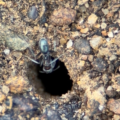 Iridomyrmex sp. (genus) (Ant) at Campbell, ACT - 28 Nov 2024 by Hejor1