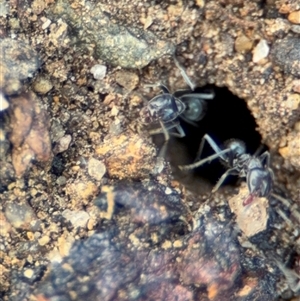 Iridomyrmex sp. (genus) at Campbell, ACT - 28 Nov 2024 03:17 PM