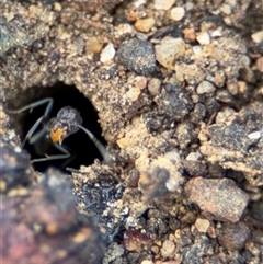 Iridomyrmex sp. (genus) at Campbell, ACT - 28 Nov 2024 03:17 PM