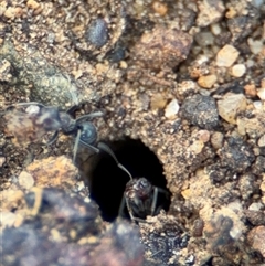 Iridomyrmex sp. (genus) at Campbell, ACT - 28 Nov 2024