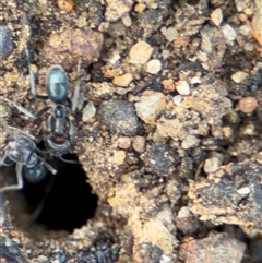 Iridomyrmex sp. (genus) at Campbell, ACT - 28 Nov 2024 03:17 PM