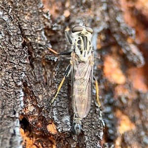 Cerdistus sp. (genus) at Campbell, ACT - 28 Nov 2024 03:18 PM