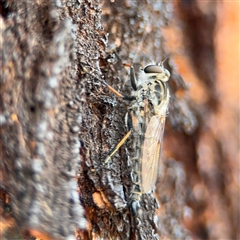 Cerdistus sp. (genus) at Campbell, ACT - 28 Nov 2024 03:18 PM