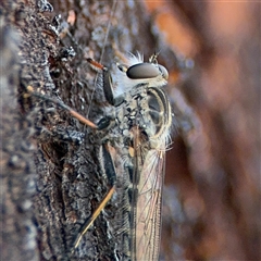 Cerdistus sp. (genus) at Campbell, ACT - 28 Nov 2024 03:18 PM