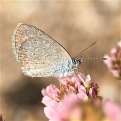 Zizina otis (Common Grass-Blue) at Campbell, ACT - 28 Nov 2024 by Hejor1