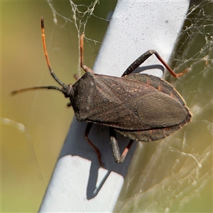 Amorbus sp. (genus) at Campbell, ACT - 28 Nov 2024