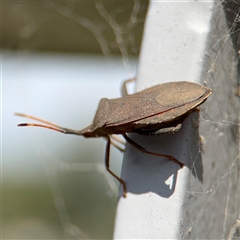 Amorbus sp. (genus) at Campbell, ACT - 28 Nov 2024