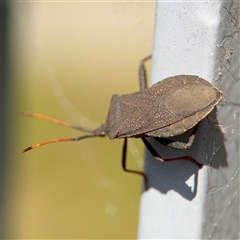 Amorbus sp. (genus) at Campbell, ACT - 28 Nov 2024