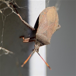 Amorbus sp. (genus) at Campbell, ACT - 28 Nov 2024