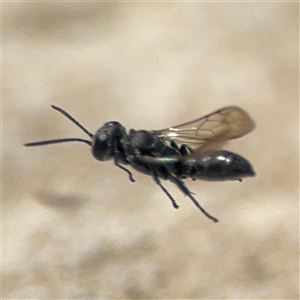 Crabronidae (family) (Sand wasp) at Campbell, ACT by Hejor1