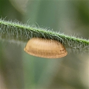 Blattidae sp. (family) at Campbell, ACT - 28 Nov 2024