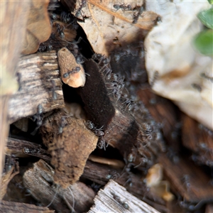 Iridomyrmex sp. (genus) (Ant) at Campbell, ACT by Hejor1