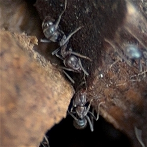 Iridomyrmex sp. (genus) at Campbell, ACT - 28 Nov 2024