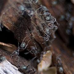 Iridomyrmex sp. (genus) at Campbell, ACT - 28 Nov 2024