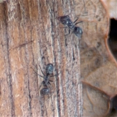 Iridomyrmex sp. (genus) at Campbell, ACT - 28 Nov 2024