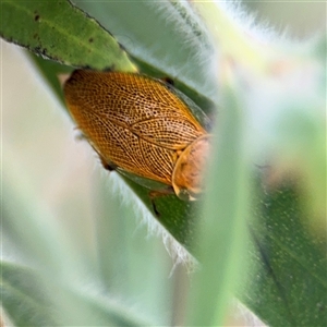 Ellipsidion humerale (Common Ellipsidion) at Campbell, ACT by Hejor1