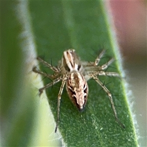 Oxyopes sp. (genus) at Campbell, ACT - 28 Nov 2024 03:29 PM