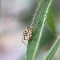 Oxyopes sp. (genus) at Campbell, ACT - 28 Nov 2024 03:29 PM