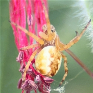 Salsa fuliginata at Campbell, ACT - 28 Nov 2024 03:29 PM