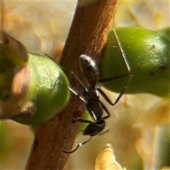 Iridomyrmex sp. (genus) (Ant) at Campbell, ACT - 28 Nov 2024 by Hejor1