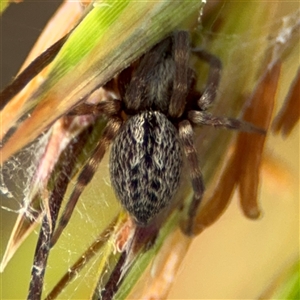 Badumna sp. (genus) at Campbell, ACT - 28 Nov 2024