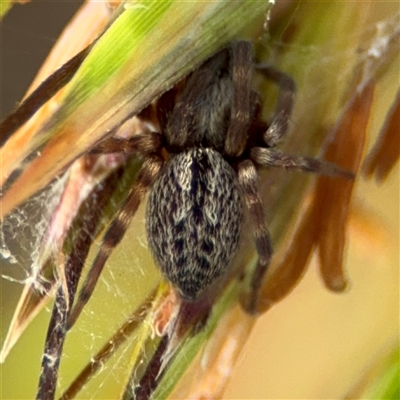 Badumna (genus) (Lattice-web spider) at Campbell, ACT - 28 Nov 2024 by Hejor1