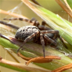 Badumna sp. (genus) at Campbell, ACT - 28 Nov 2024