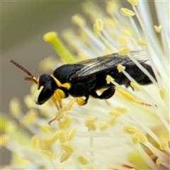 Hylaeus sp. (genus) (A masked bee) at Campbell, ACT - 28 Nov 2024 by Hejor1