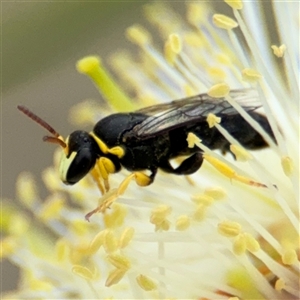 Hylaeus sp. (genus) at Campbell, ACT - 28 Nov 2024