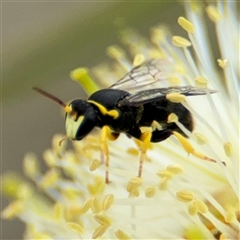 Hylaeus sp. (genus) at Campbell, ACT - 28 Nov 2024 03:38 PM