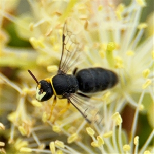 Hylaeus sp. (genus) at Campbell, ACT - 28 Nov 2024