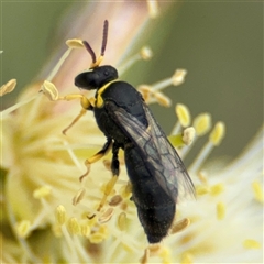 Hylaeus sp. (genus) at Campbell, ACT - 28 Nov 2024 03:38 PM