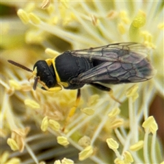 Hylaeus sp. (genus) at Campbell, ACT - 28 Nov 2024