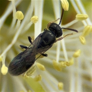 Hylaeus (Prosopisteron) sp. (genus & subgenus) (Masked Bee) at Campbell, ACT by Hejor1