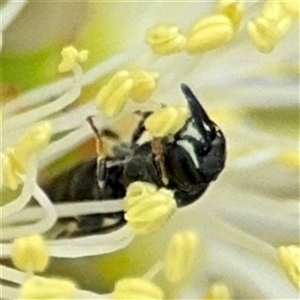 Hylaeus (Prosopisteron) aralis at Campbell, ACT - 28 Nov 2024 03:42 PM