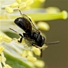 Hylaeus (Prosopisteron) aralis at Campbell, ACT - 28 Nov 2024