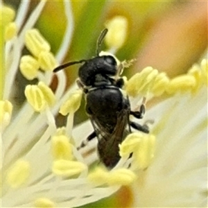 Hylaeus (Prosopisteron) aralis at Campbell, ACT - 28 Nov 2024 03:42 PM