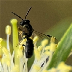 Hylaeus (Prosopisteron) aralis at Campbell, ACT - 28 Nov 2024