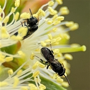 Hylaeus (Prosopisteron) aralis at Campbell, ACT - 28 Nov 2024