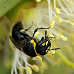 Hylaeus (Gnathoprosopis) amiculinus at Campbell, ACT - 28 Nov 2024 03:42 PM