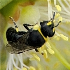 Hylaeus (Gnathoprosopis) amiculinus at Campbell, ACT - 28 Nov 2024 03:42 PM