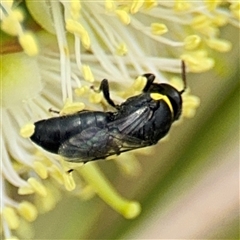 Hylaeus (Gnathoprosopis) amiculinus at Campbell, ACT - 28 Nov 2024 03:42 PM