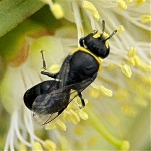 Hylaeus (Gnathoprosopis) amiculinus at Campbell, ACT - 28 Nov 2024 03:42 PM