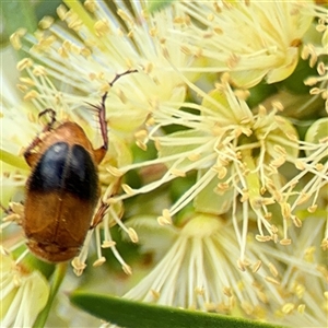 Phyllotocus macleayi at Campbell, ACT - 28 Nov 2024