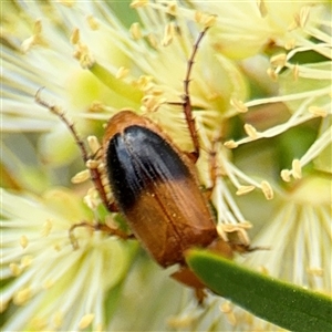 Phyllotocus macleayi at Campbell, ACT - 28 Nov 2024 03:45 PM