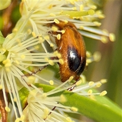 Phyllotocus macleayi at Campbell, ACT - 28 Nov 2024 03:45 PM