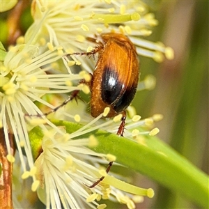 Phyllotocus macleayi at Campbell, ACT - 28 Nov 2024