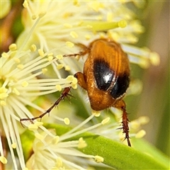 Phyllotocus macleayi at Campbell, ACT - 28 Nov 2024 03:45 PM